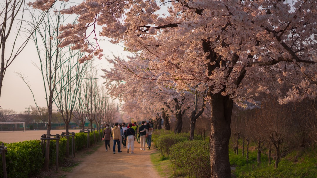 Seoul Cherry Blossom Festival 2026: Dates and Spots